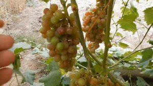 Кишмиши Красный , Лучистый, Велес.