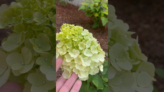 Метельчатая гортензия Мэджикал Монблан#Magical Monblanc hydrangea panicul