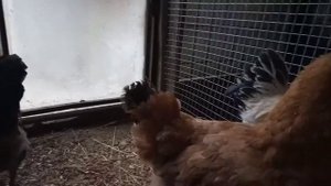 Содержание кур зимой в теплице.