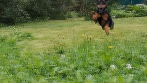 Карликовый пинчер, 6 месяцев (Pinscher/Zwergpinscher/Цвергпинчер)