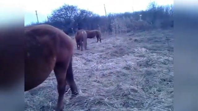 Табун лошадей в гости забрёл... смотреть онлайн