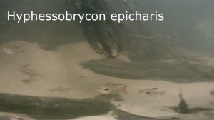 Nature's aquarium : Corydoras duplicareus and Hyphessobrycon from Rio Poranga