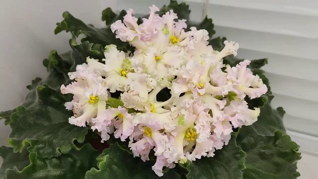 Фиалка РМ-Алисия смотреть онлайн