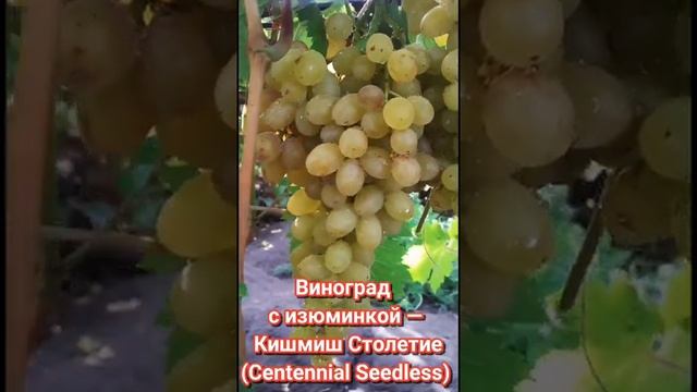 Кишмиш Столетие