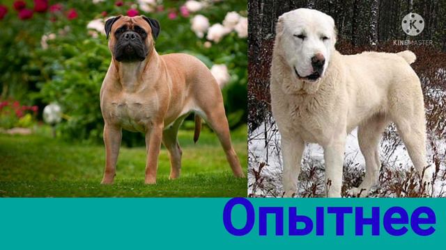 Бульмастиф против Алабая