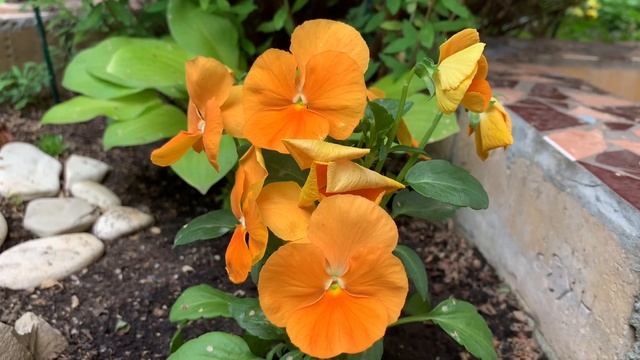 ПАТИО во дворе дома. Красивое решение. Прогулка по патио. Июль. смотреть онлайн