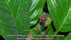 The Black Bat Flowering Plant