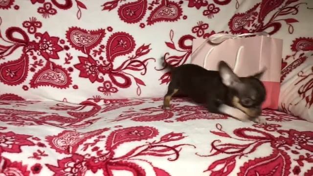 Шоколадная МИНИ красотка чихуахуа) смотреть онлайн