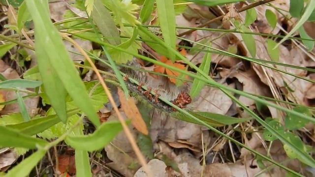 Волосатая гусеница (Hairy caterpillar)