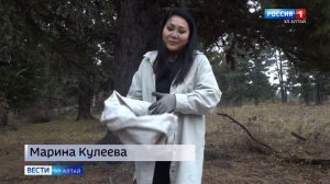 Сбор кедрового ореха проходит в Республике Алтай