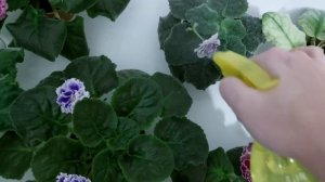 Фиалки/Тля/Паутинный клещ/Трипсы/Профилактика от болезней/