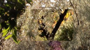 Тамариск. Красивые моменты из жизни тамариска!!