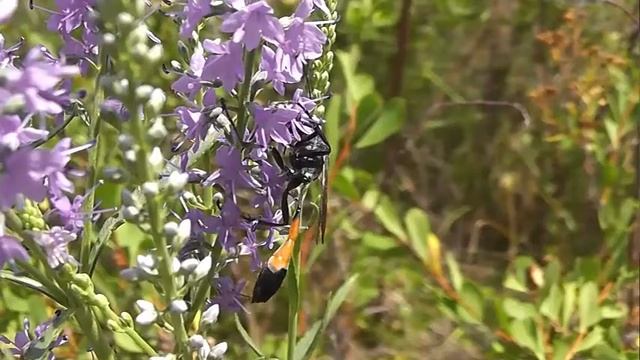 БИОСФЕРА: 185. Аммофила Песчаная (Ammophila sabulosa) смотреть онлайн