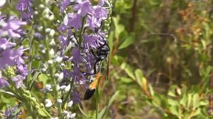 БИОСФЕРА: 185. Аммофила Песчаная (Ammophila sabulosa)