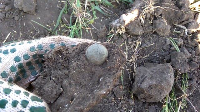 ПЕТРОВСКАЯ ЧЕШУЯ И СЕРЕБРО КИЕВСКОЙ РУСИ. ЛЕТНИЙ КОП. ПОИСК С МЕТАЛЛОИСКАТЕЛЕМ КВАЗАР АРМ. смотреть онлайн