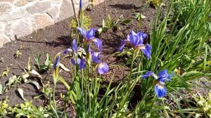Ирис сибирский