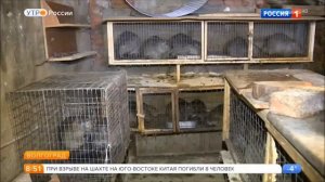 Ферма по разведению нутрий