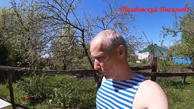 4 мая - Делаем противороевые отводки, проверяем прием личинок на воспитание. смотреть онлайн