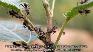 Муравьи с крыльями в доме — как от них избавиться