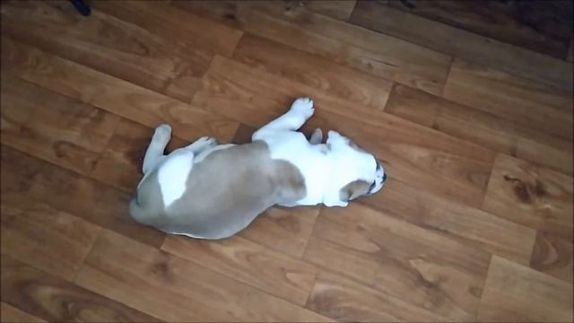 АМЕРИКАНСКИЙ БУЛЬДОГ. ПРИВЕТЫ ОТ ХОЗЯЕВ. ТОЛЯ (вл. Андрей. г.Владивосток) смотреть онлайн