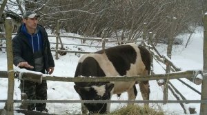 Беспривязное содержания быка//Почему наш бык теперь живёт на улице.