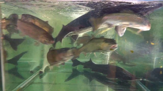 форель ест и гоняет осетров 3 смотреть онлайн