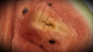 Почему арбуз бывает белый Причины