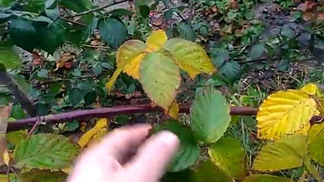 Ежевика безшипная Полар, обрезка и подготовка к зиме.
