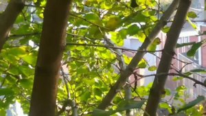 Какую пользу приносят домашние питомцы. #кошки #домашниепитомцы.