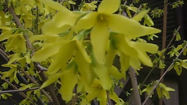 Кто подскажет, как называются эти кусты с жёлтыми цветами? смотреть онлайн