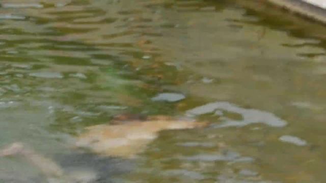 Сиеста смотреть онлайн