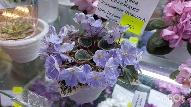 23.11.2022.Новинки/Ноябрьскся выставка мини и не только фиалок(МФ)#домфиалки#выставка#фиалки# смотреть онлайн