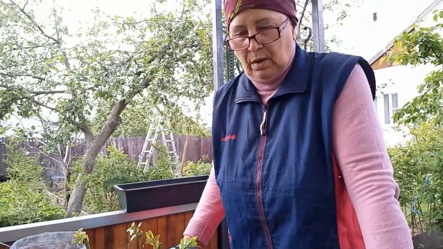 методы размножения голубики, брусники и клюквы