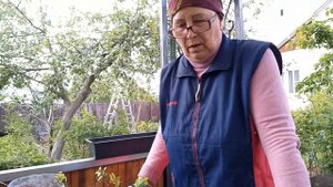 методы размножения голубики, брусники и клюквы