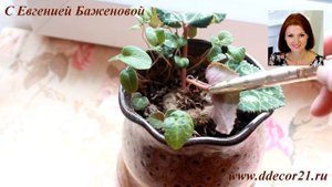 Цикламен из семян: способ для самых ленивых