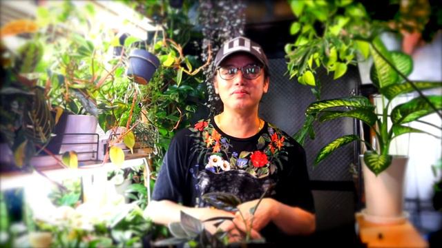 Syngonium Chocolate Plant Care - How To Grow? Parang KAMOTE lang! смотреть онлайн