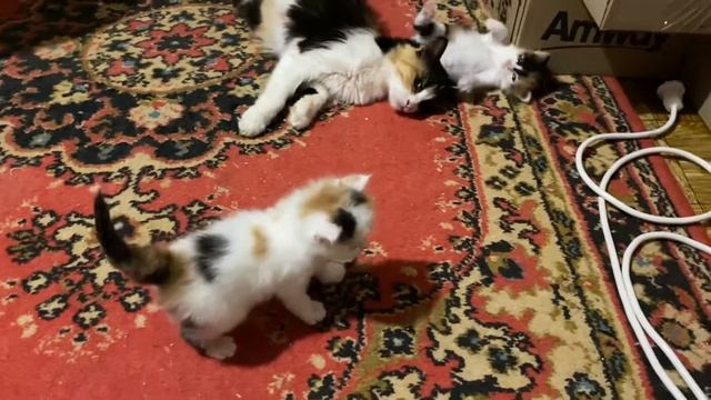 Какие котята у трёхцветной кошки