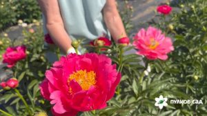 Raspberry Charm peony. Распберри Чарм пион. Пулков сад