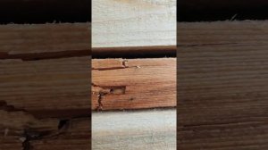 Сухостой. Обрезной пиломатериал из сухостоя. 16 июля 2020 г.