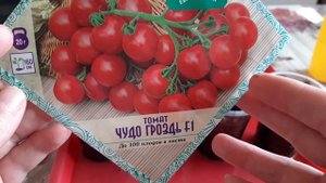 ПОСЕВ ПОМИДОРОВ новых сортов: МЭЙ ШУАЙ,ЧЕРРИ СЛАДКИЙ ИЗЮМ, СЛАДКАЯ ГРОЗДЬ, ДРОВА #помидоры #черри
