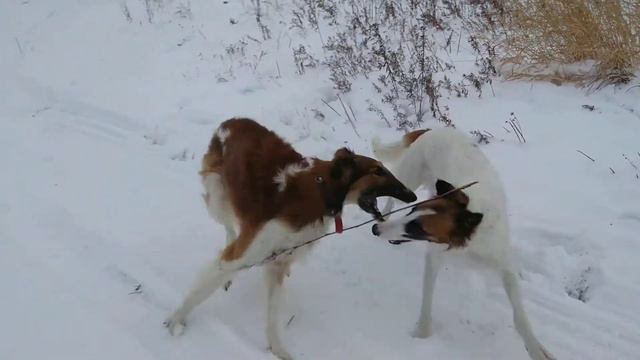 Русские Псовые Борзые носятся в поле. Тюмень. смотреть онлайн