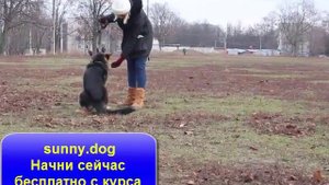 Хаски, лабрадор, голден или немецкая овчарка. Кого взять?