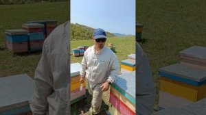 Алтайская пасека Дорохиных, сбор акациевого мëда в  горах Алтая. 25.05.2023. Натуральный мëд с Алтая