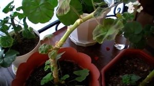 ПРИВИВАЕМ ПЕЛАРГОНИЮ результат через 3 недели после прививки