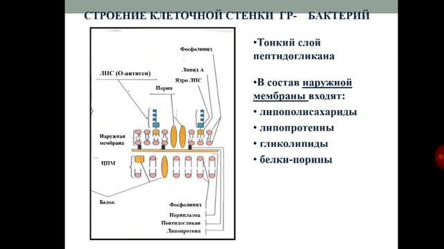 Морфология микроорганизмов - Абдилкасимов А