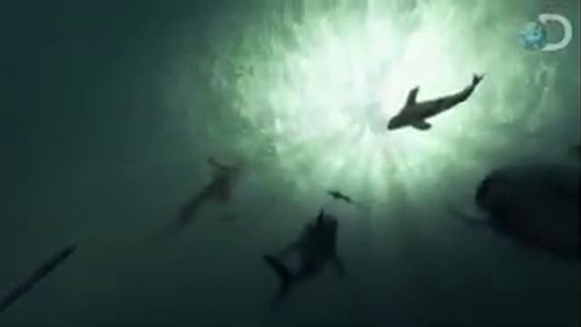 mosasaurus vs megalodon смотреть онлайн