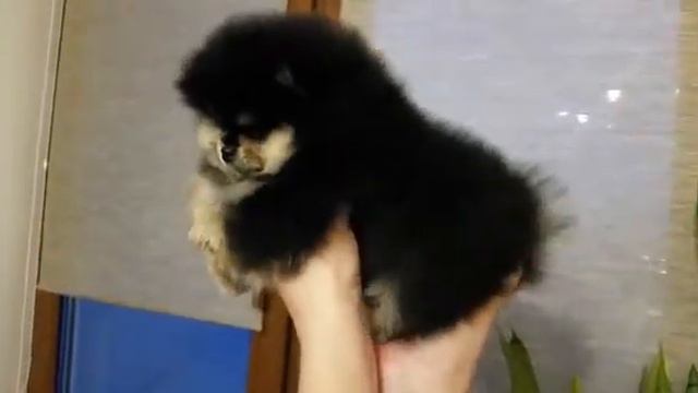 ПОМЕРАНСКИЙ ШПИЦ ДЕВОЧКА