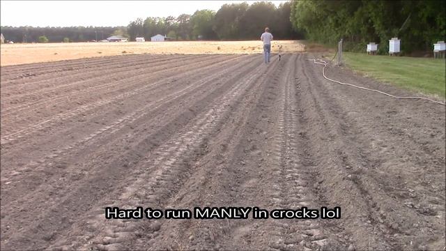Plant peas with earthway planter