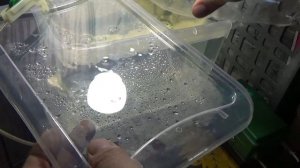 ГУППИ РОДИЛА ЕЩЁ МАЛЬКОВ ( МАЛЬКИ ГУППИ ) 29#