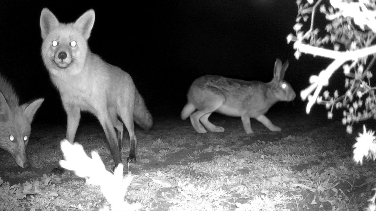 Зайцы и Лисы, Ночная съёмка, Зима 2021 / Hares and Foxes смотреть онлайн